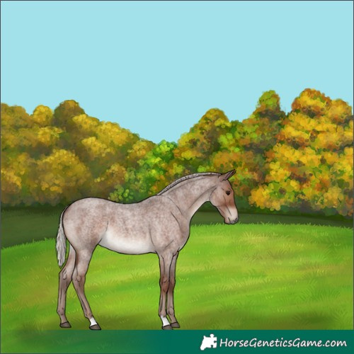Horse Color:Silver Blue Roan 