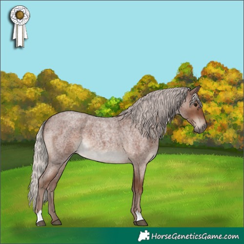Horse Color:Silver Blue Roan 