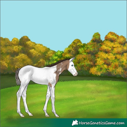 Horse Color:Brown Dun Splash Appaloosa