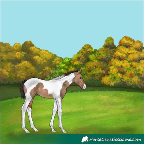 Horse Color:Bay Dun Tobiano