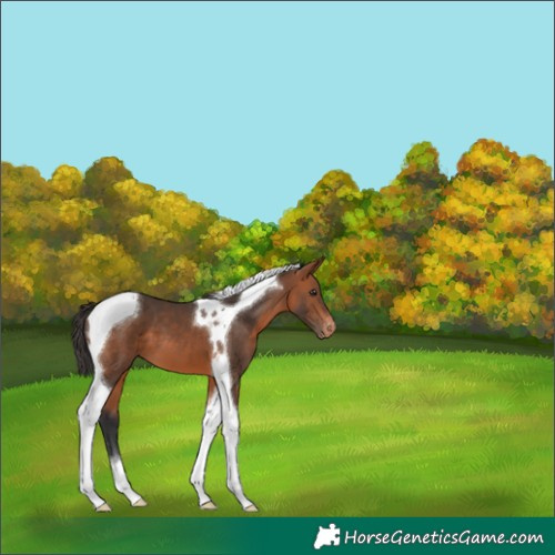Horse Color:Bay Tobiano Appaloosa 