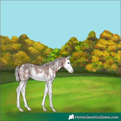 Horse Color:Silver Brown Sabino Splash