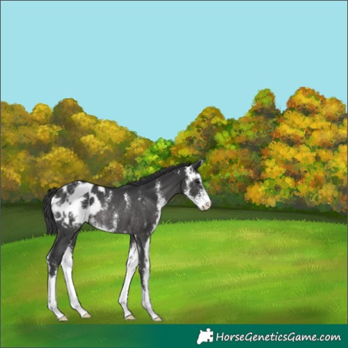 Horse Color:Black Sabino Appaloosa Rabicano