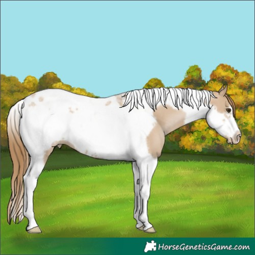 Horse Color:Grullo Pearl Tobiano Frame 