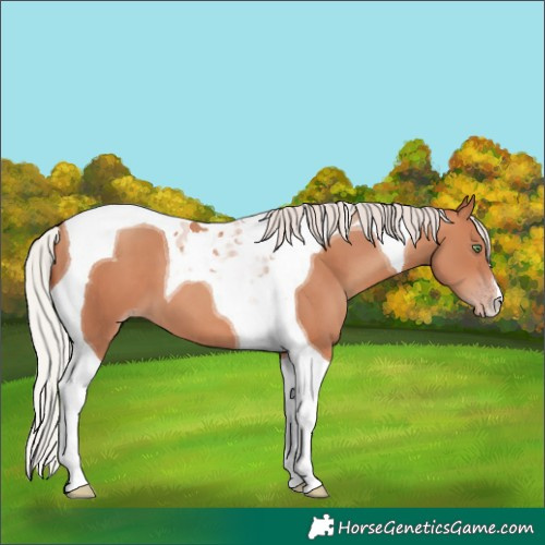 Horse Color:Silver Sable Champagne Tobiano 