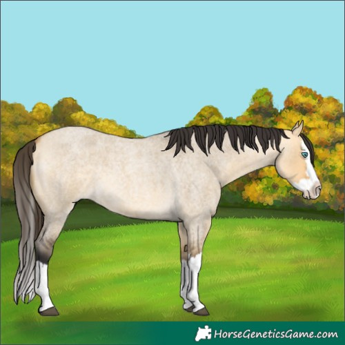 Horse Color:Buckskin Roan Dun Splash 