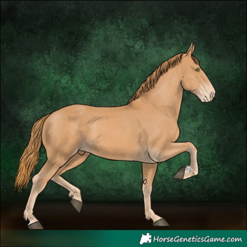 Horse Color:Chestnut Appaloosa 