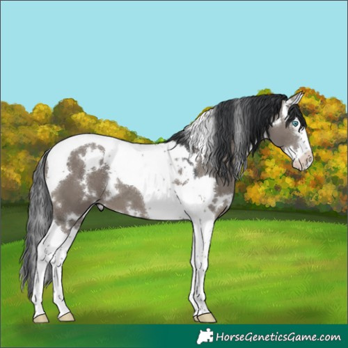 Horse Color:White Spotted Grullo Splash Tobiano 