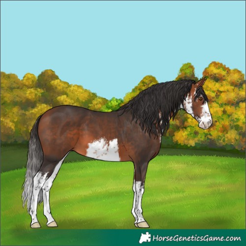 Horse Color:White Spotted Bay 