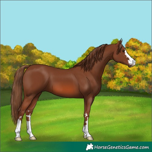 Horse Color:Chestnut 