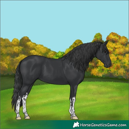Horse Color:White Spotted Black 