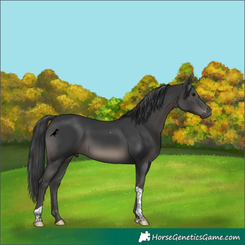 Horse Color:Black Tobiano