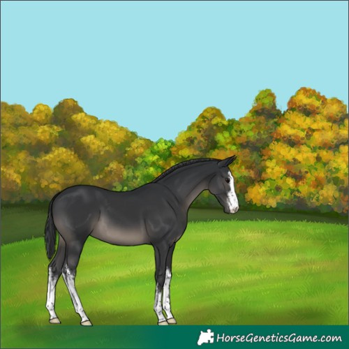 Horse Color:White Spotted Black 