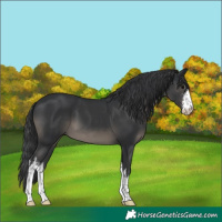 Horse Color:White Spotted Black 