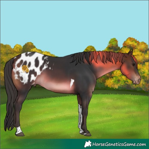 Horse Color:Brown Tobiano Blanket Rabicano 