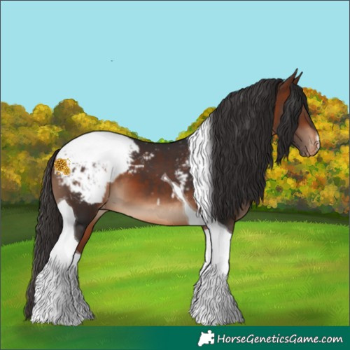 Horse Color:Bay Tobiano Appaloosa 