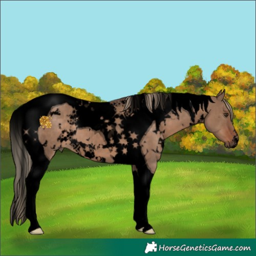 Horse Color:Void White Spotted Liver Red Dun Tobiano 