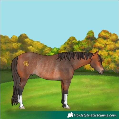 Horse Color:Bay Rabicano