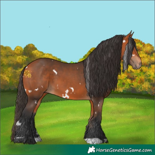 Horse Color:White Spotted Bay 