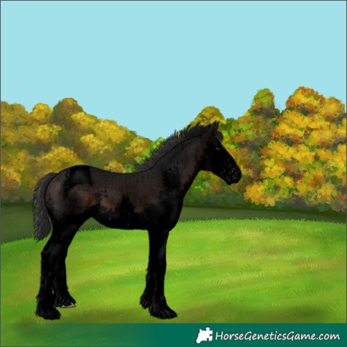 Horse Color:Void Brown Sabino Splash Tobiano