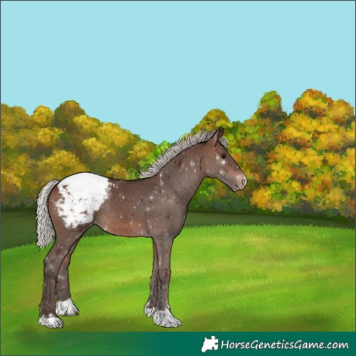Horse Color:Silver Brown Varnish Rabicano 