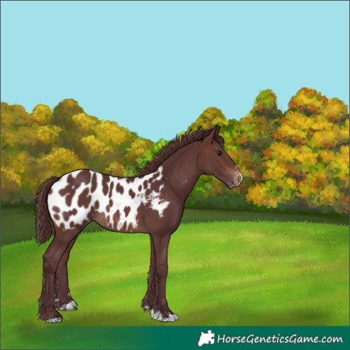 Horse Color:Chocolate Brown Blanket 