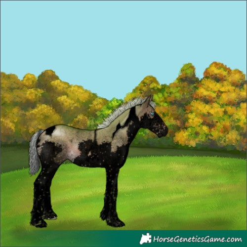 Horse Color:Void Watercolor Silver Brown Dun Splash Tobiano 