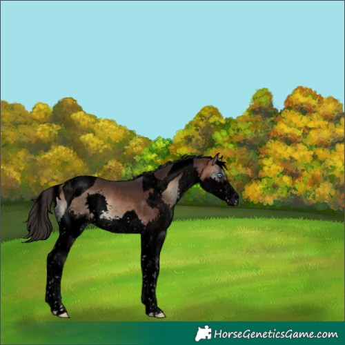 Horse Color:Void Brown Onyx Splash Tobiano 