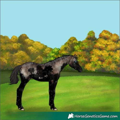 Horse Color:Void Brown Ice Onyx Sabino Splash 