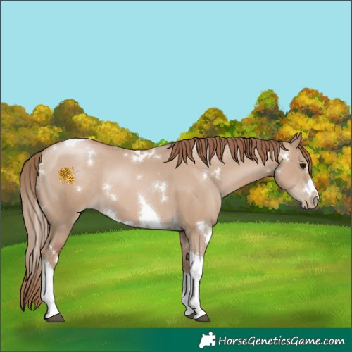 Horse Color:White Spotted Grullo Pearl Tobiano 