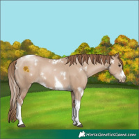 Horse Color:White Spotted Grullo Pearl Tobiano 