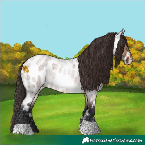 Horse Color:Brown Roan Dun Appaloosa