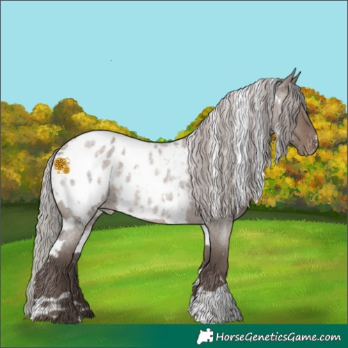 Horse Color:White Spotted Silver Grullo Roan Appaloosa