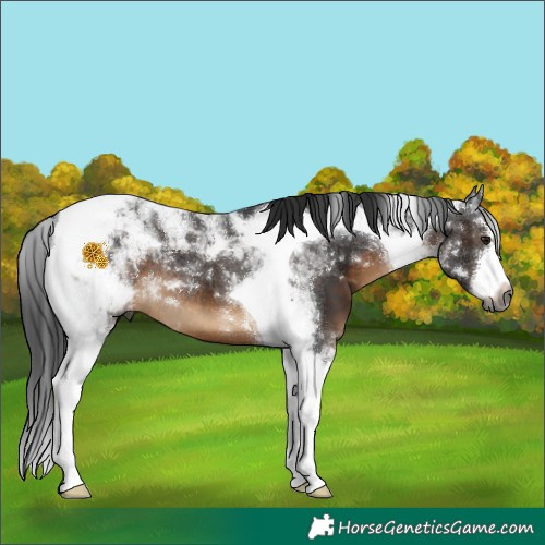 Horse Color:Gray White Spotted Brown Tobiano 
