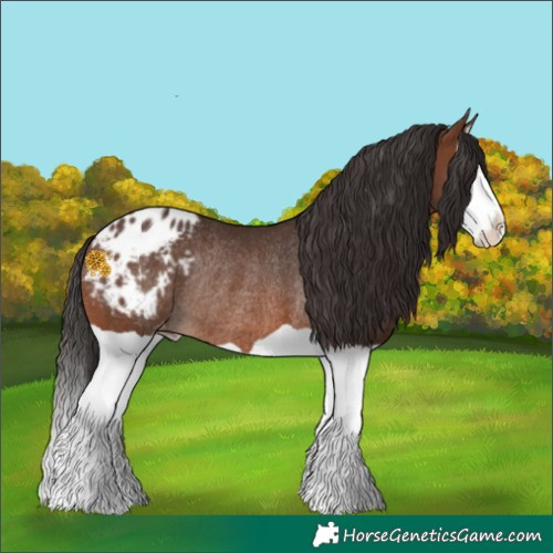Horse Color:Brown Splash Appaloosa Rabicano