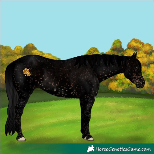 Horse Color:Void Brown Sabino Splash 