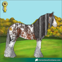 Horse Color:Black Splash Tobiano Frame  and White Spotted Bay Splash Rabicano 