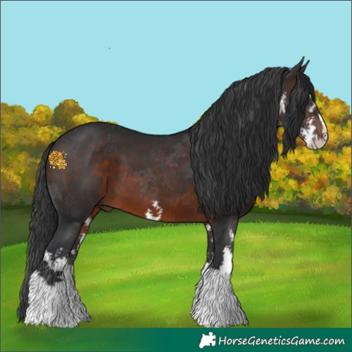 Horse Color:White Spotted Brown