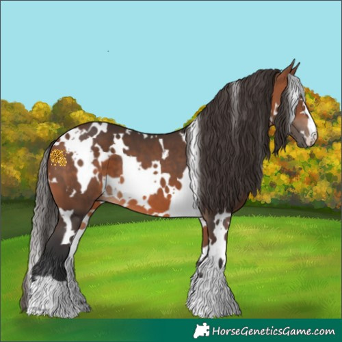 Horse Color:White Spotted Bay