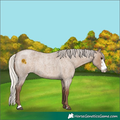 Horse Color:Silver Grullo Roan Sabino 