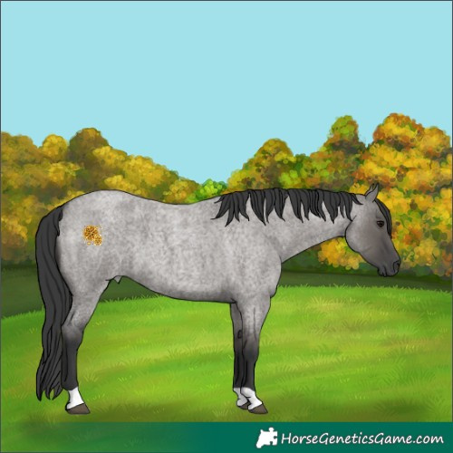 Horse Color:Grullo Roan