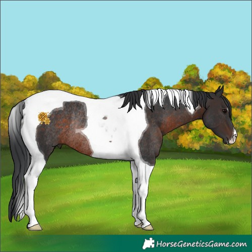 Horse Color:Brown Tobiano Rabicano 