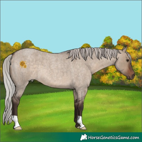 Horse Color:Silver Brown Roan Dun