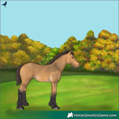 Horse Color:Buckskin