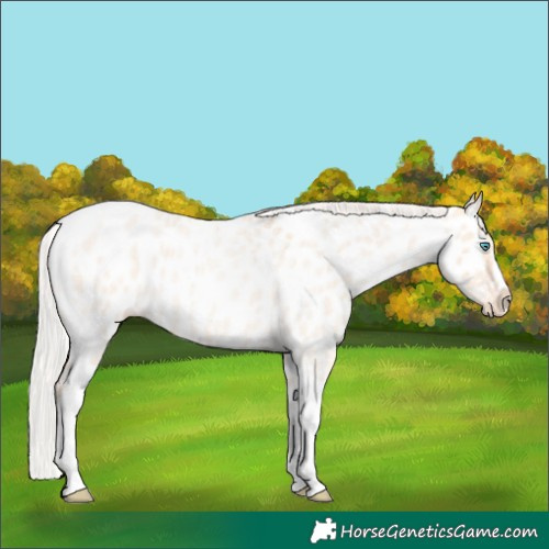 Horse Color:Silver Amber Champagne Roan Dun Splash Tobiano Frame Near Leopard Rabicano 