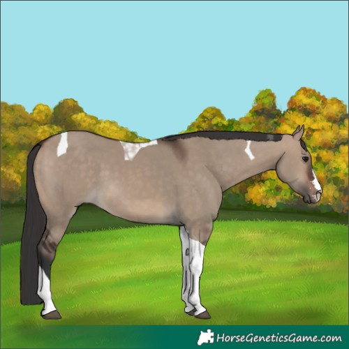 Horse Color:Brown Dun Tobiano 