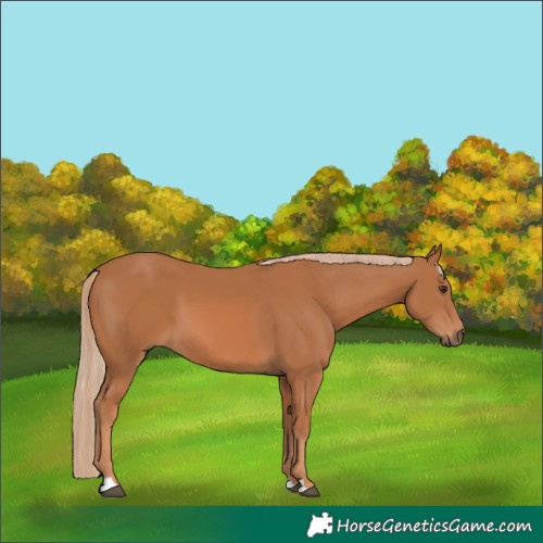 Horse Color:Chestnut 