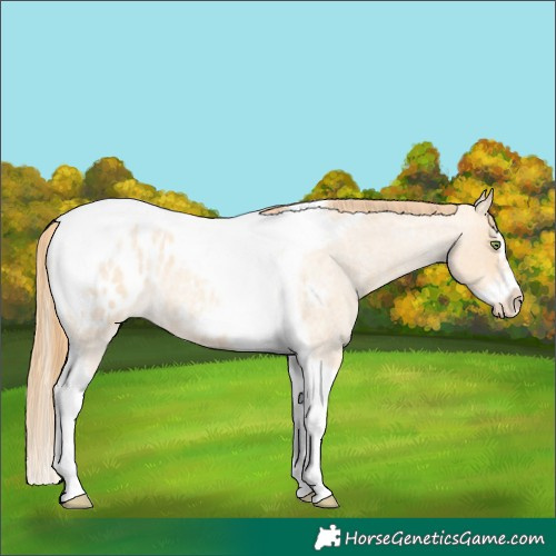 Horse Color:Gold Champagne Roan Dun Splash Tobiano Frame Blanket Rabicano 
