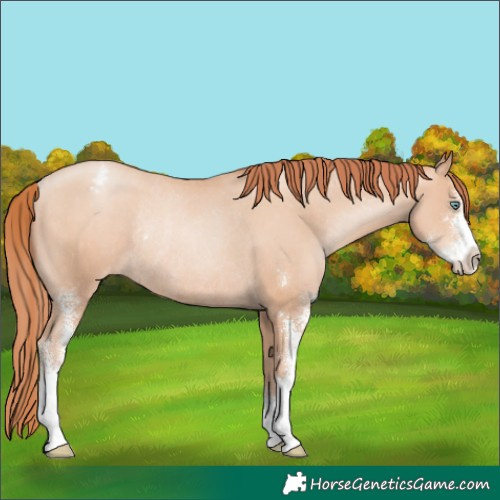 Horse Color:Sable Champagne Pearl Sabino Varnish Rabicano 