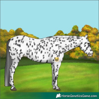 Horse Color:Black Leopard